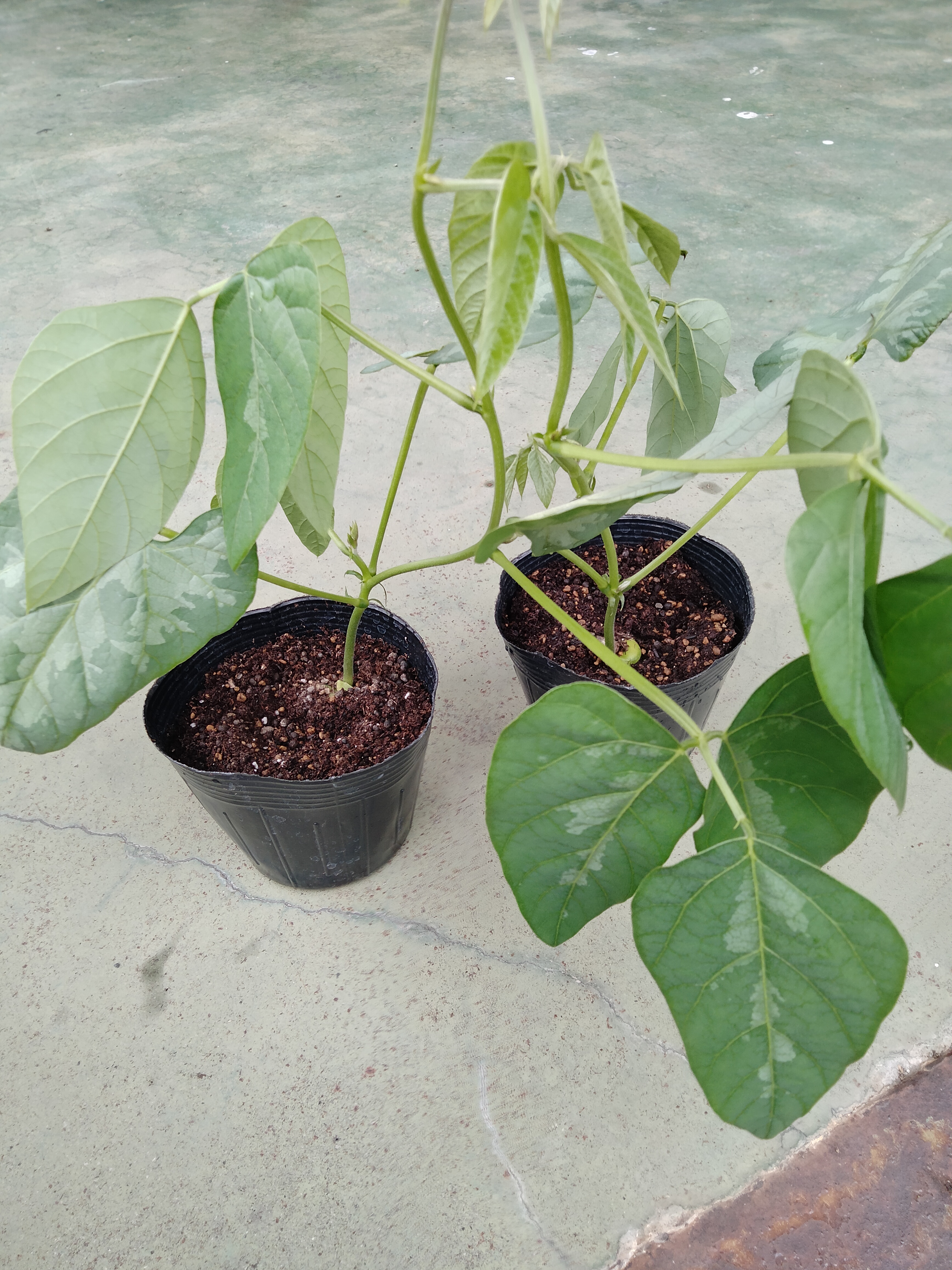 ムクナ豆の苗